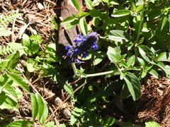 Salvia stachyoides