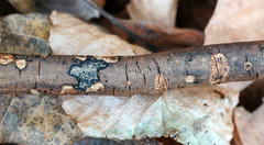 Diatrype decorticata