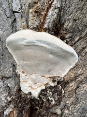 Ganoderma applanatum