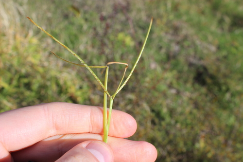 Paspalum conjugatum iNat (1)