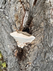 Ganoderma applanatum