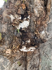 Ganoderma applanatum