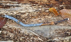 Diatrype decorticata