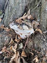 Ganoderma applanatum