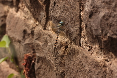 Anax immaculifrons