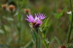 Centaurea × livonica
