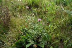 Centaurea × livonica