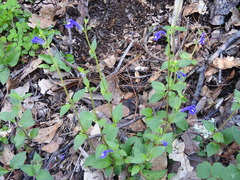 Scutellaria dumetorum