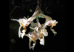 Stanhopea dodsoniana