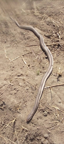 Striped Skaapsteker