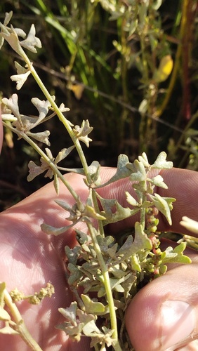 Pedunculate Sea-purslane (Atriplex pedunculata)