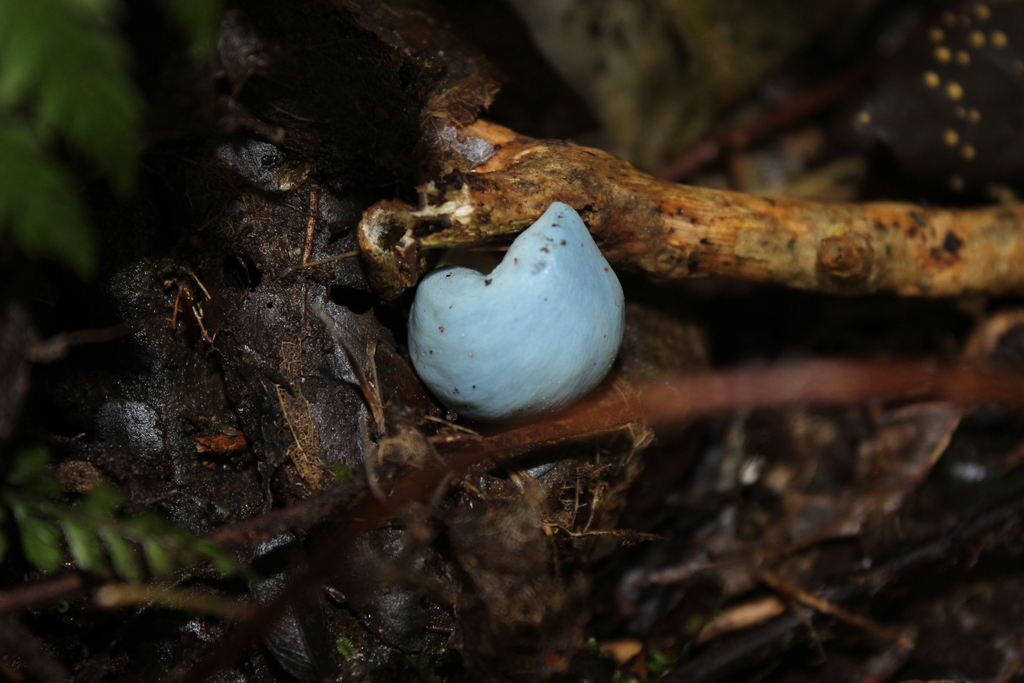 Clavogaster virescens · August 2025 · photo: © joedillon (iNaturalist, cc-by)