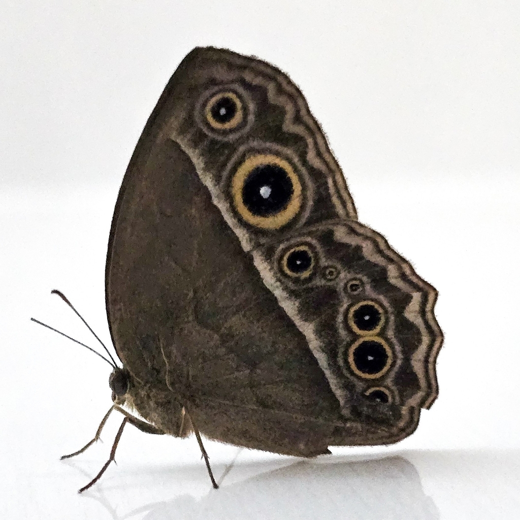 South China Bushbrown