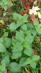 Urtica dioica dioica