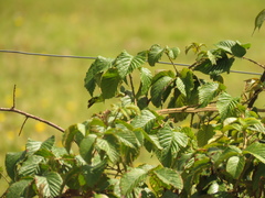 Rubus floribundus