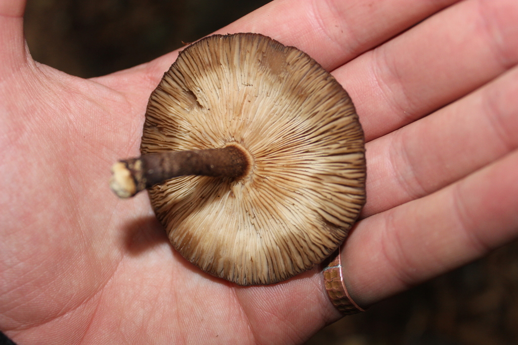 Lentinula novae-zelandiae · August 2025 · photo: © joedillon (iNaturalist, cc-by)
