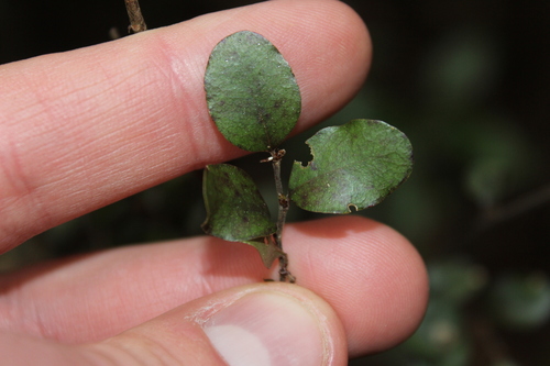 Nothofagus × apiculata (Nothofagus × apiculata)