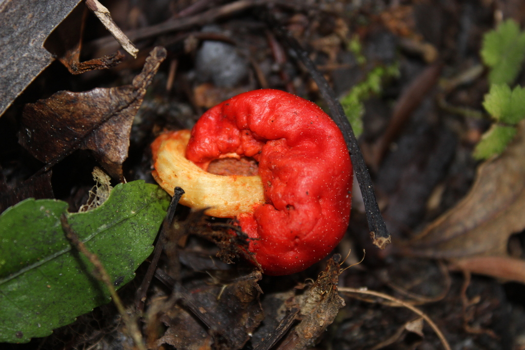 Leratiomyces erythrocephalus · August 2025 · photo: © joedillon (iNaturalist, cc-by)