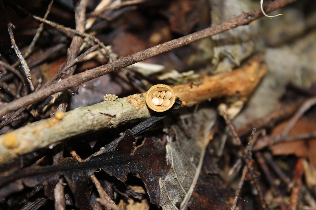 Crucibulum simile · August 2025 · photo: © joedillon (iNaturalist, cc-by)