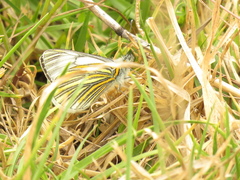 Tatochila xanthodice