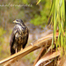 Common Black Hawk - Photo (c) Juan F Fernandez, some rights reserved (CC BY-NC), uploaded by Juan F Fernandez