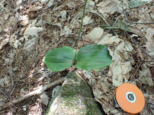 Large-leaved Bog Orchid (Platanthera macrophylla)