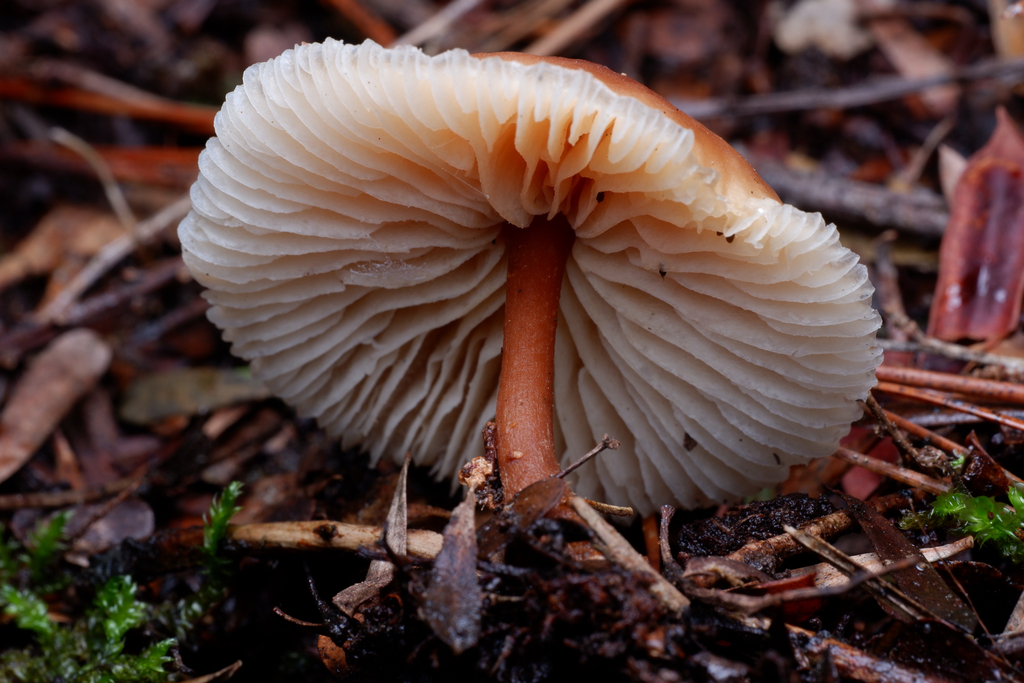 Rhodocollybia eucalyptorum · August 2025 · photo: © celadonfern (iNaturalist, cc-by)