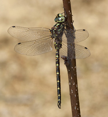 Gomphaeschna furcillata