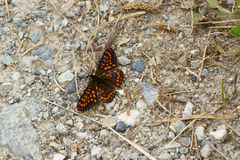 Euphydryas intermedia