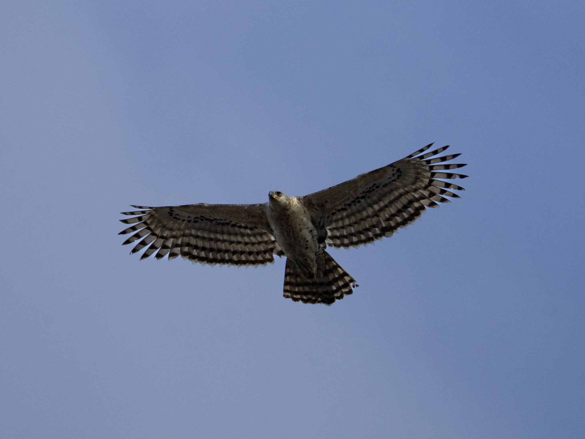 Crowned Eagle (Stephanoaetus coronatus)