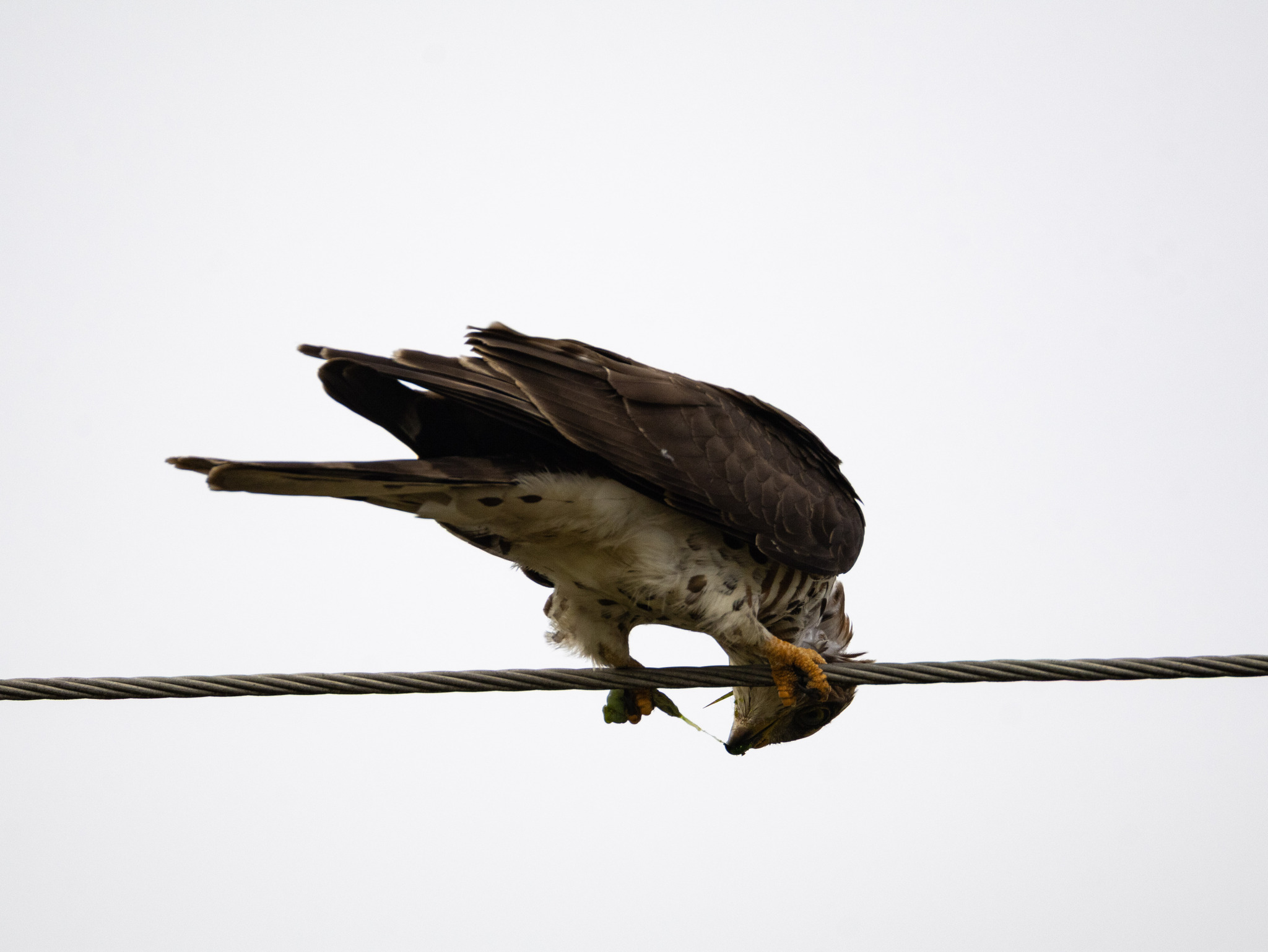 African Cuckoo-Hawk (Aviceda cuculoides), photo 9