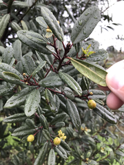 Frangula californica californica