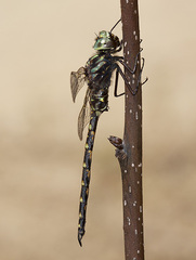 Gomphaeschna furcillata