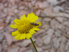 Oedemera barbara