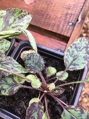 Hieracium glaucinum similatum
