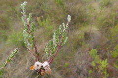 Erica cyathiformis