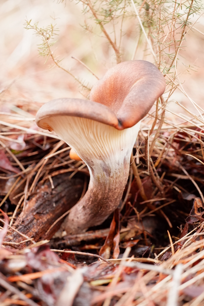 Omphalotus nidiformis · August 2025 · photo: © celadonfern (iNaturalist, cc-by)