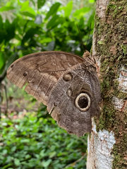 Caligo telamonius