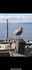 Larus
