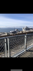 Larus