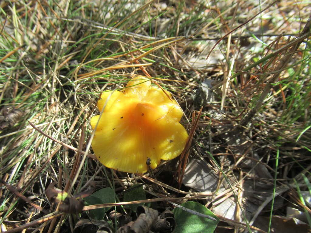 Hygrocybe acutoconica · September 2025 · photo: © smsergey (iNaturalist, cc-by-nc)