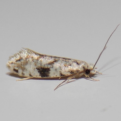 Nemapogon auropulvella