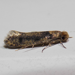 Niditinea orleansella
