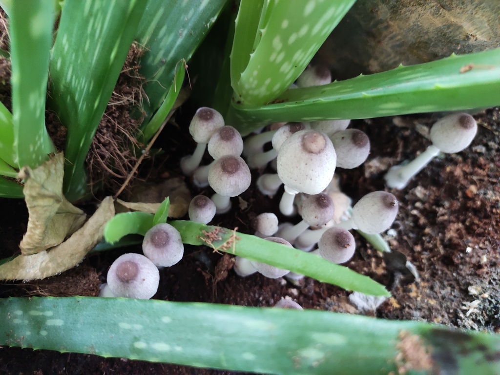 Leucocoprinus ianthinus · July 2019 · photo: © angryphyco (iNaturalist, cc-by)