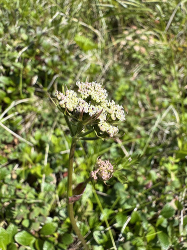 Tilingia ajanensis iNat (2)
