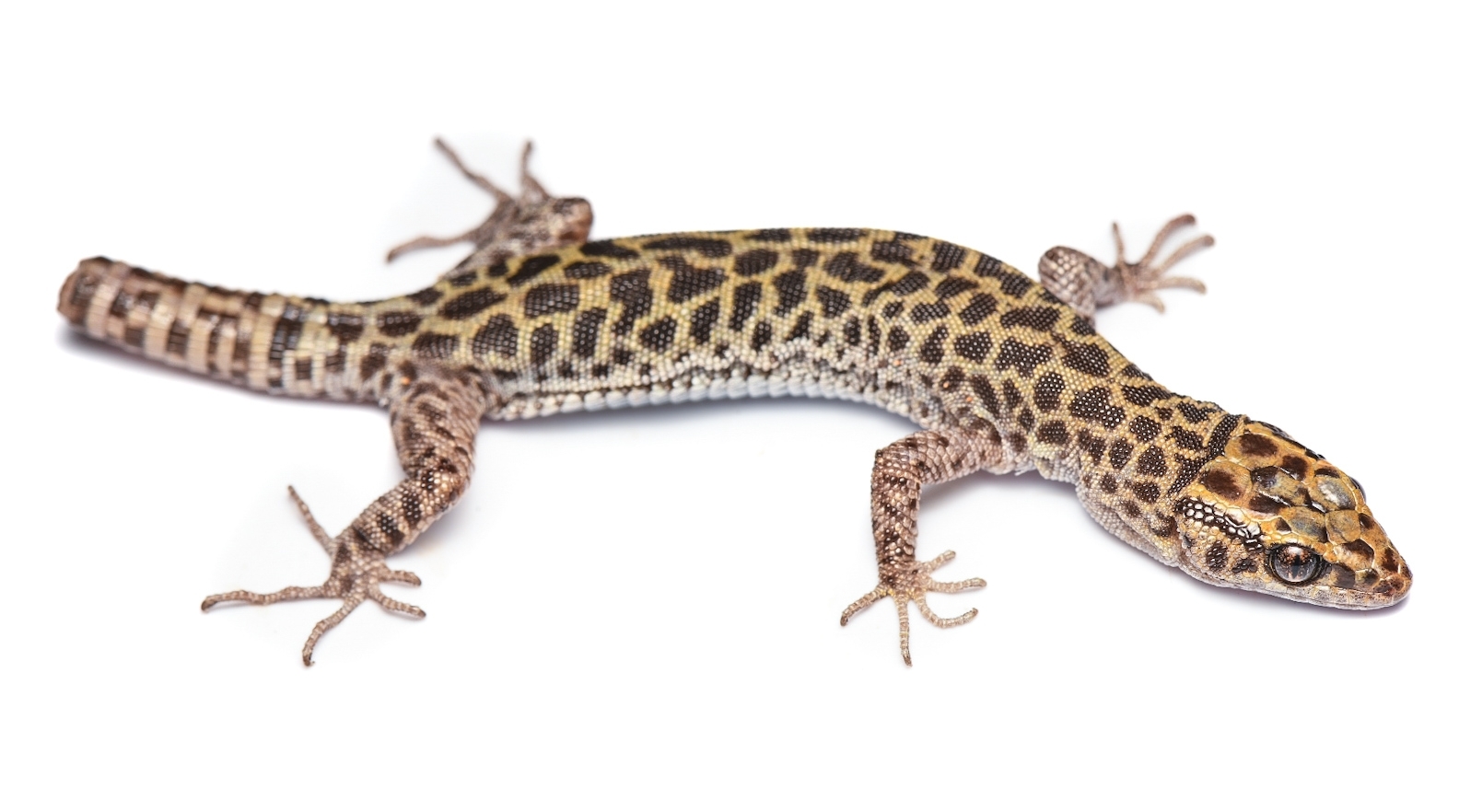 Bolson Night Lizard photo 3