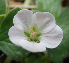 Geranium traversii