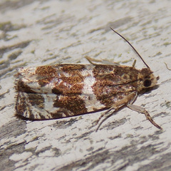 Olethreutes valdanum