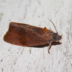 Evora hemidesma