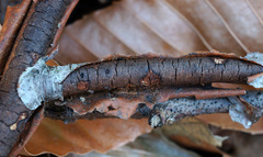 Diatrype decorticata